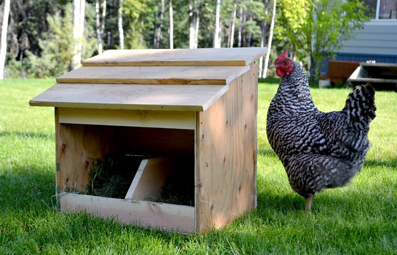 free range nesting box