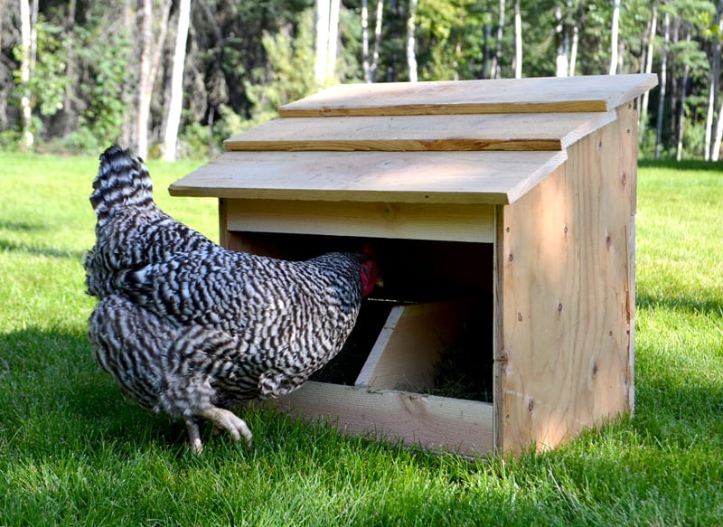 free range nesting box