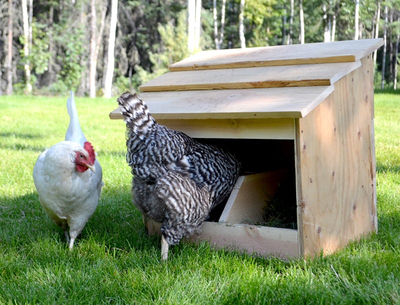 free range nesting box