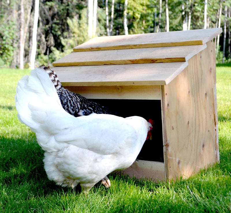 free range nesting box