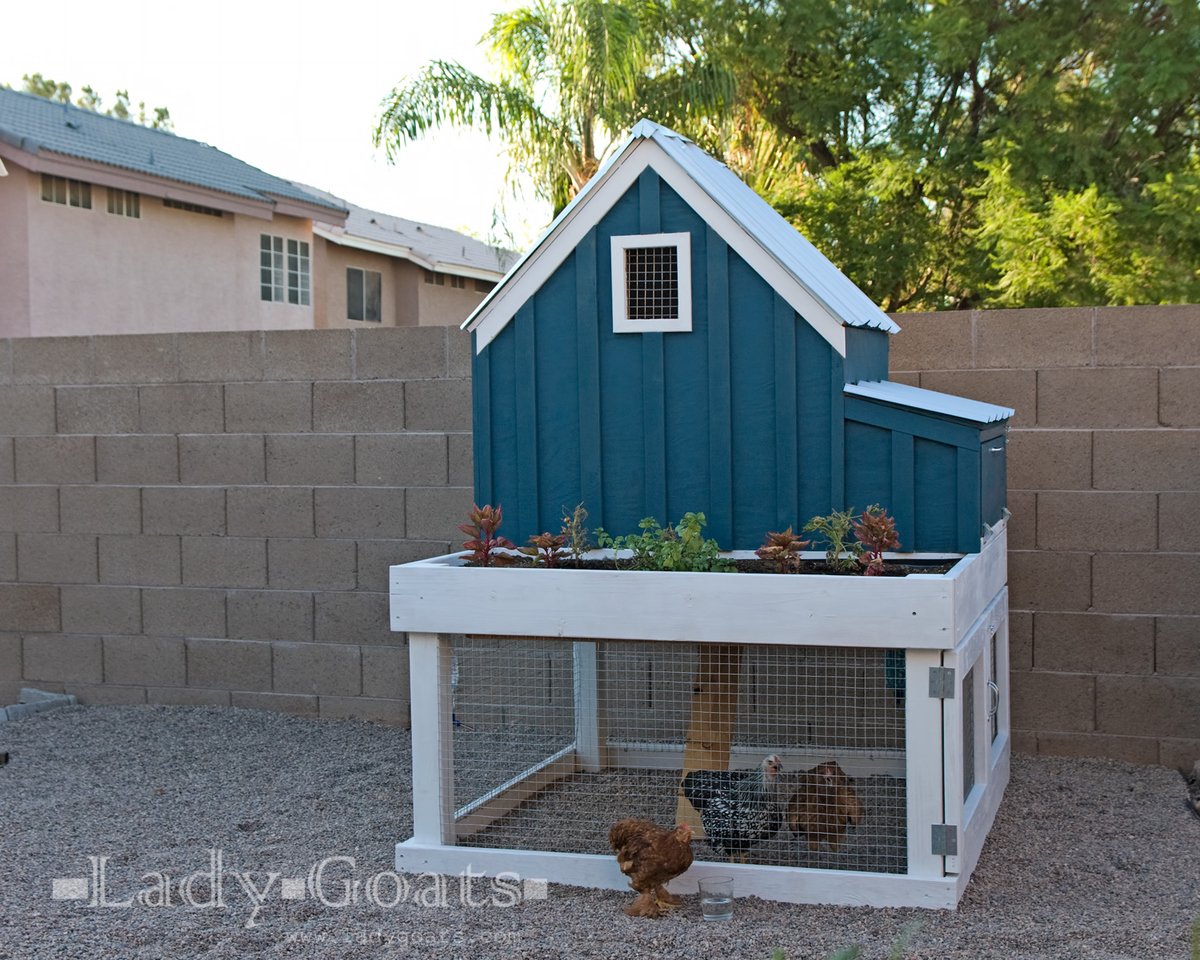 chicken coop painted teal 