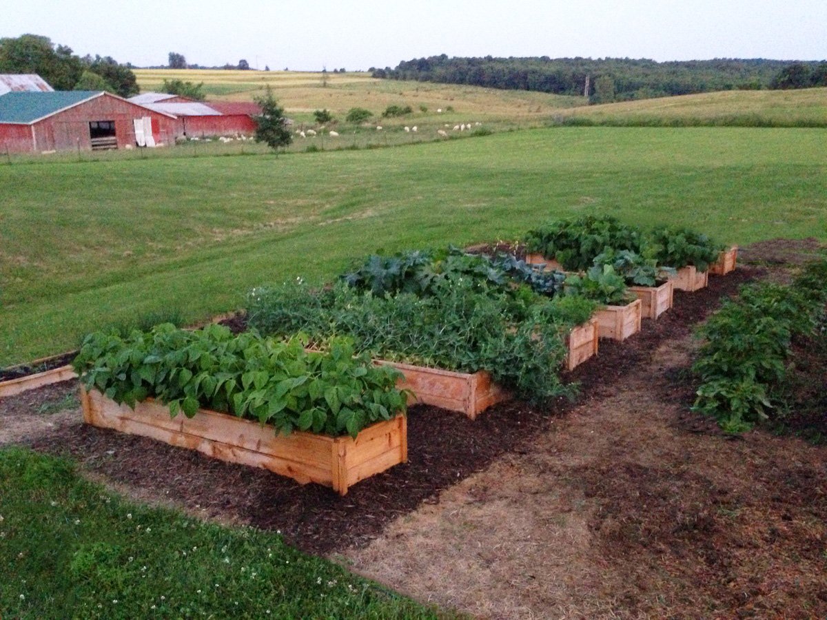 Cedar Raised Garden Beds Made From Fence Pickets Single Width