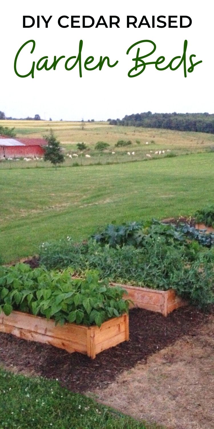 Cedar Garden Beds