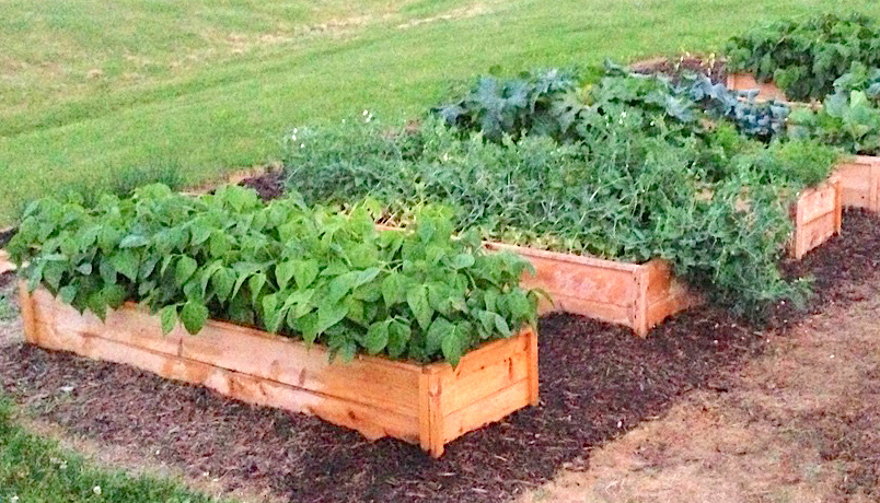 raised garden bed 